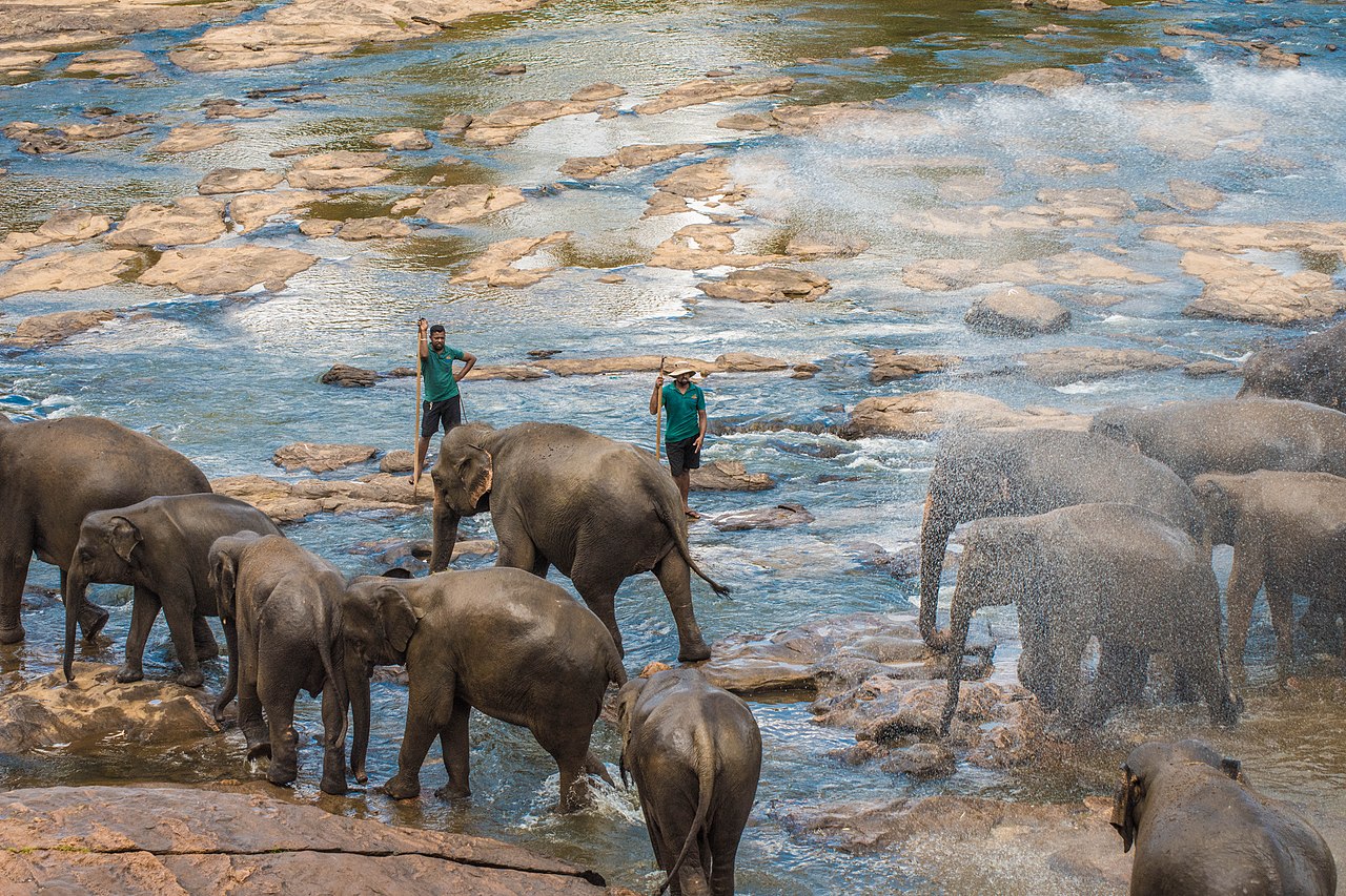 Elephants bathing in the river at Pinnawala
